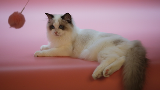 Melissa McCarthy hopes her feline co-star sweeps the Pawscars, which are a real thing<em></em>